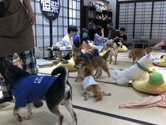 -逗柴咖啡屋·狗咖猫咖宠物桌游