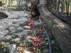 -大岭沟猕猴桃谷风景区