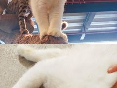 -more than meow吴止猫主题餐厅(承德 中船汇店)