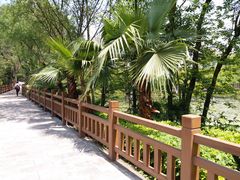 -铁山坪森林公园