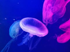 -成都浩海立方海洋公园