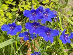 -白草畔自然风景区