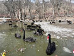 -新疆天山野生动物园