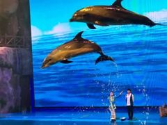 -芜湖新华联大白鲸海洋公园