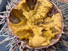 -海胆小馆(东北水饺·春柳店)