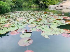 -桃花岛风景旅游区