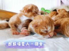 -十年猫舍·猫咪专门店(普陀店)