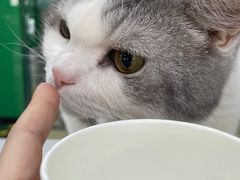 -瑞派动物医院·猫专科·至诚(江南中分院)