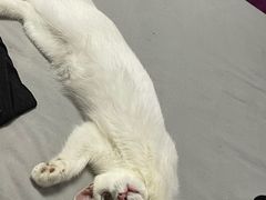 -飞行喵MR PILOT|猫舍·猫咖(静安大融城店)