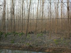 -合肥滨湖国家森林公园