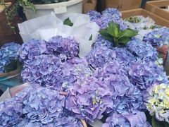 -循礼门鲜花花市(武汉循礼门店)