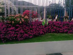 -莲花山公园