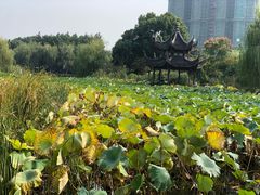 -花溪公园