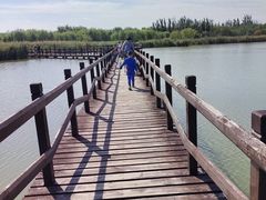 -西青郊野公园