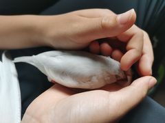 -莫多多餐厅