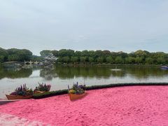 -上海鲜花港