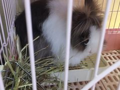 -藦茜花园宠物主题亲子互动体验馆(国顺东路店)