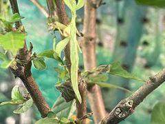 -上海大自然野生昆虫馆