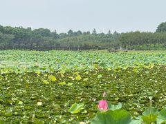 -上海海湾国家森林公园