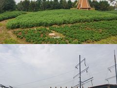 -金卉庄园
