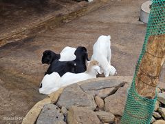 -佛冈森波拉度假区