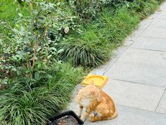 -西安大兴善寺