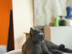 -米宠家·撸猫猫咖小萌宠·猫咪洗澡·猫咪寄养(高新大都荟店)