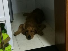 -艾吉宠物医院·疑难杂症转诊中心·猫友好(碧江路院)
