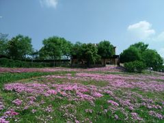 -大塘金香草谷