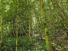 -中国科学院西双版纳热带植物园