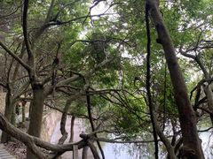 -九鲤湖风景区