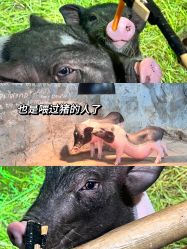 -Zoolung Zoolung动物主题公园(海信广场店)