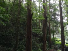 -龙井村