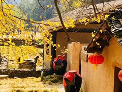 -千年银杏谷文化旅游区