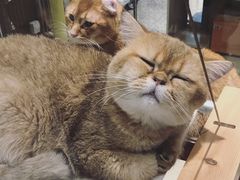 -momokira米努特·德文卷毛猫·棉花面纱犬