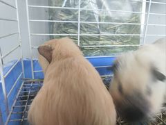 -楼上猫咖(罗湖店)