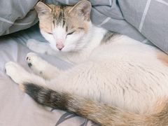 -苏州安宠宠物火化服务有限公司