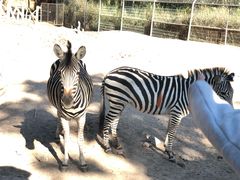 -清迈夜间动物园