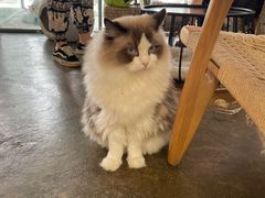 -喵屿·大理花园猫咖