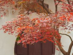 -艺圃