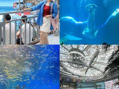 -海合安成都极地海洋公园