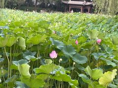 -莲湖公园