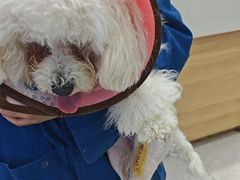 -谐和贝康宠物医院24小时·宠保定点(急重症转诊中心)