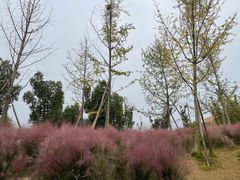 -成都大熊猫繁育研究基地