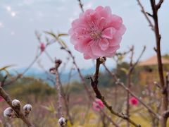 -广州莲花山旅游区