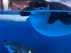 -海合安成都极地海洋公园