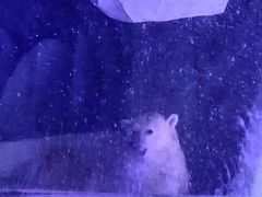 -上海海昌海洋公园-冰山北极馆