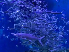 -成都浩海立方海洋公园