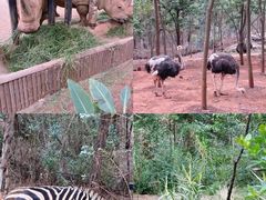 -云南野生动物园