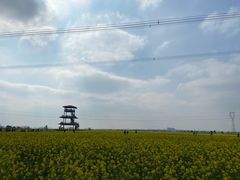 -西京湾花海